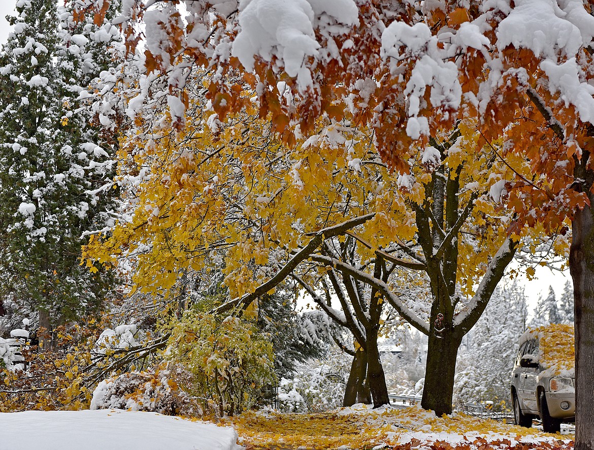 There were countless downed trees, branches and powerlines in Whitefish Thursday morning after a wet, heavy snowstorm hit the Flathead Valley on Wednesday. Many trees were yet to lose their leaves, making for the perfect storm of when fall meets winter. (Whitney England/Whitefish Pilot)