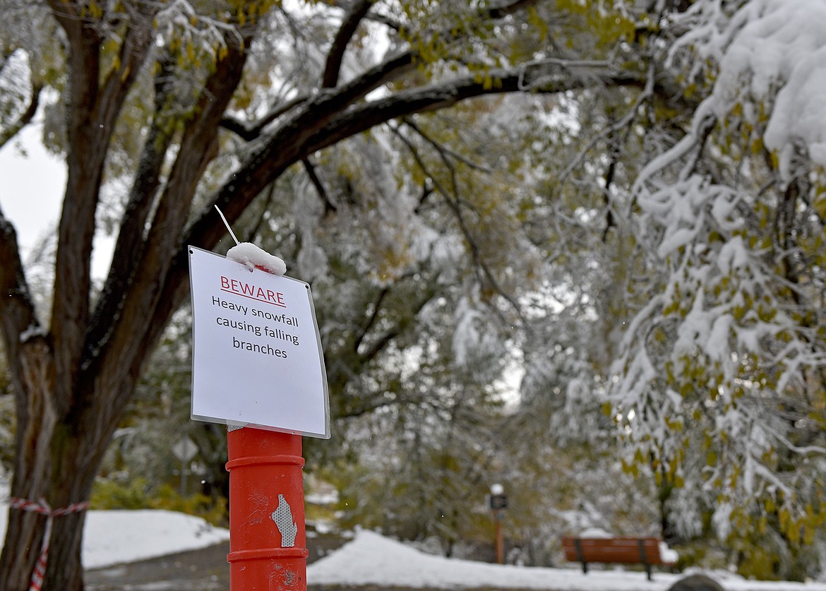 There were countless downed trees, branches and powerlines in Whitefish Thursday morning after a wet, heavy snowstorm hit the Flathead Valley on Wednesday. Many trees were yet to lose their leaves, making for the perfect storm of when fall meets winter. (Whitney England/Whitefish Pilot)