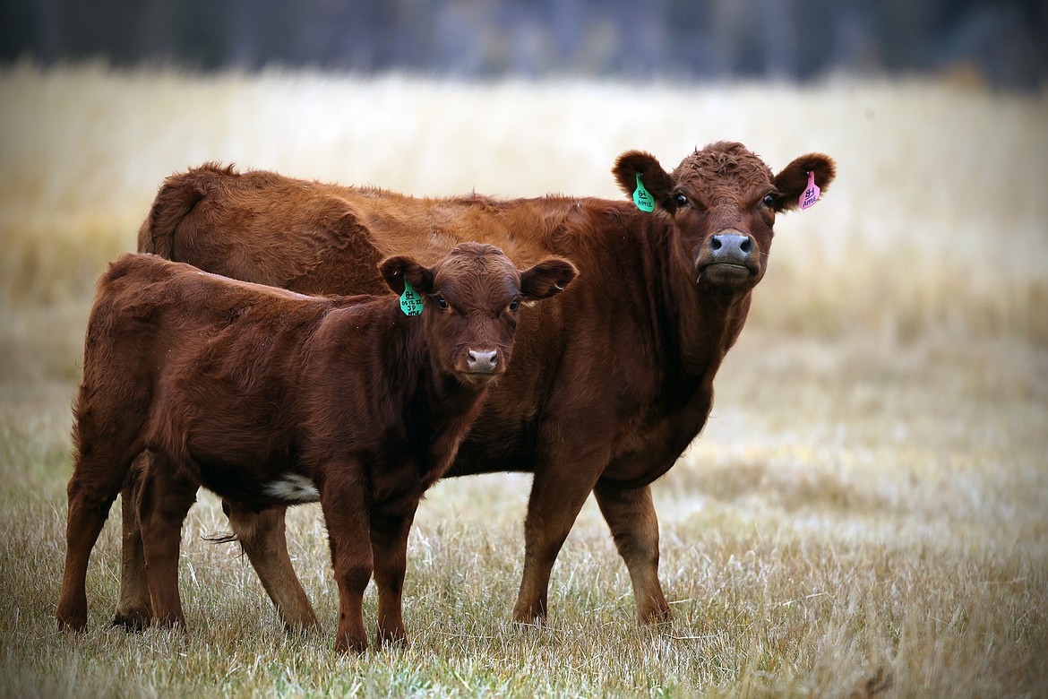Blarney Heights Farm specializes in Dexter cattle, a small European breed that is becoming a favored breed amongst artisanal farmers across Ireland, United States and other countries. (Jeremy Weber/Daily Inter Lake)