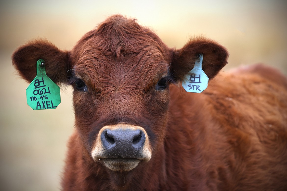 Blarney Heights Farm specializes in Dexter cattle, a small European breed that is becoming a favored breed amongst artisanal farmers across Ireland, United States and other countries. (Jeremy Weber/Daily Inter Lake)