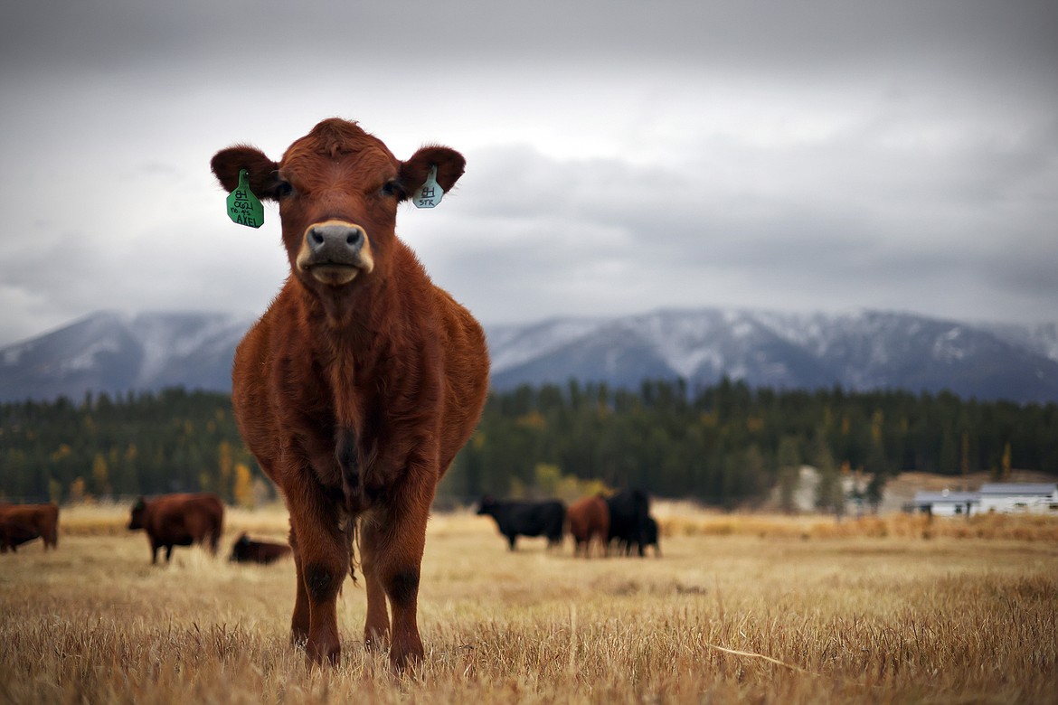 Located in Trego, the Blarney Heights Farm specializes in Dexter cattle, a small European breed that is becoming a favored breed amongst artisanal farmers across Ireland, United States and other countries. (Jeremy Weber/Daily Inter Lake)