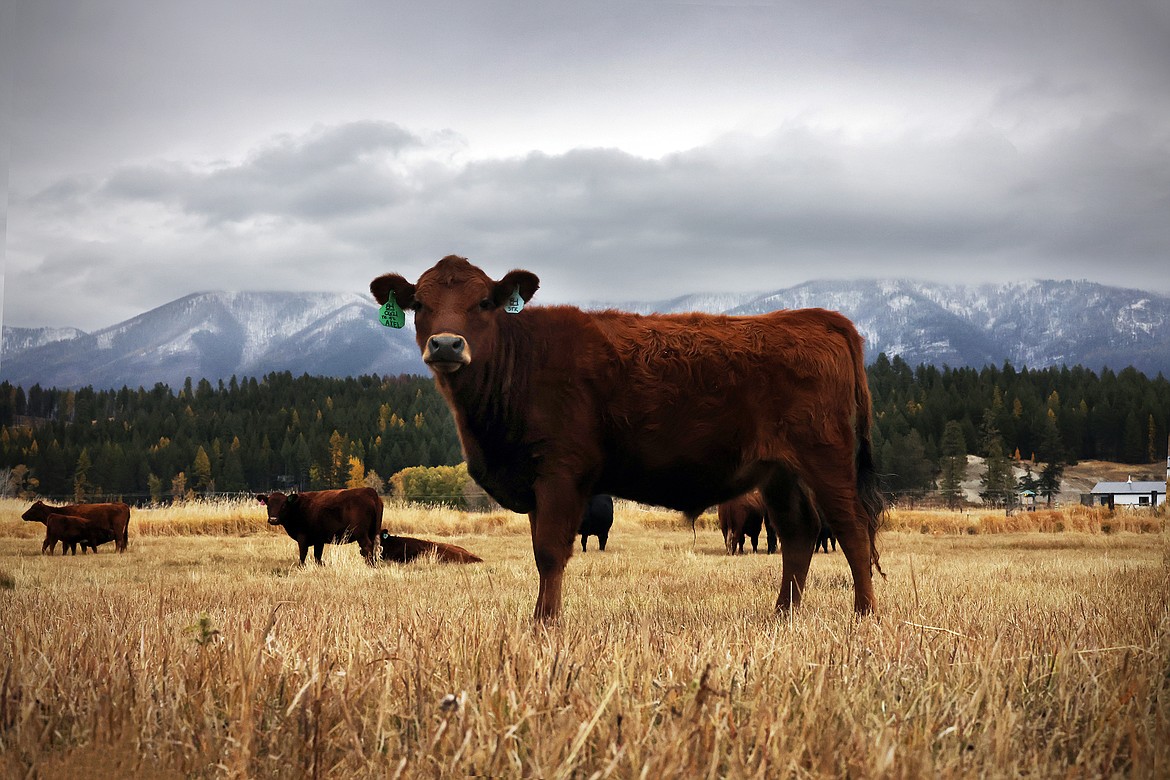 Located in Trego, the Blarney Heights Farm specializes in Dexter cattle, a small European breed that is becoming a favored breed amongst artisanal farmers across Ireland, United States and other countries. (Jeremy Weber/Daily Inter Lake)