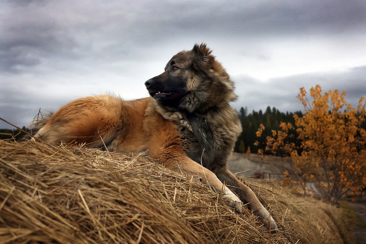 The Gorman's family dog, Ripley, takes a rest on top of a hay bale while keeping an eye on the Blarney Heights Farm's herd of Dexter cattle. (Jeremy Weber/Daily Inter Lake)