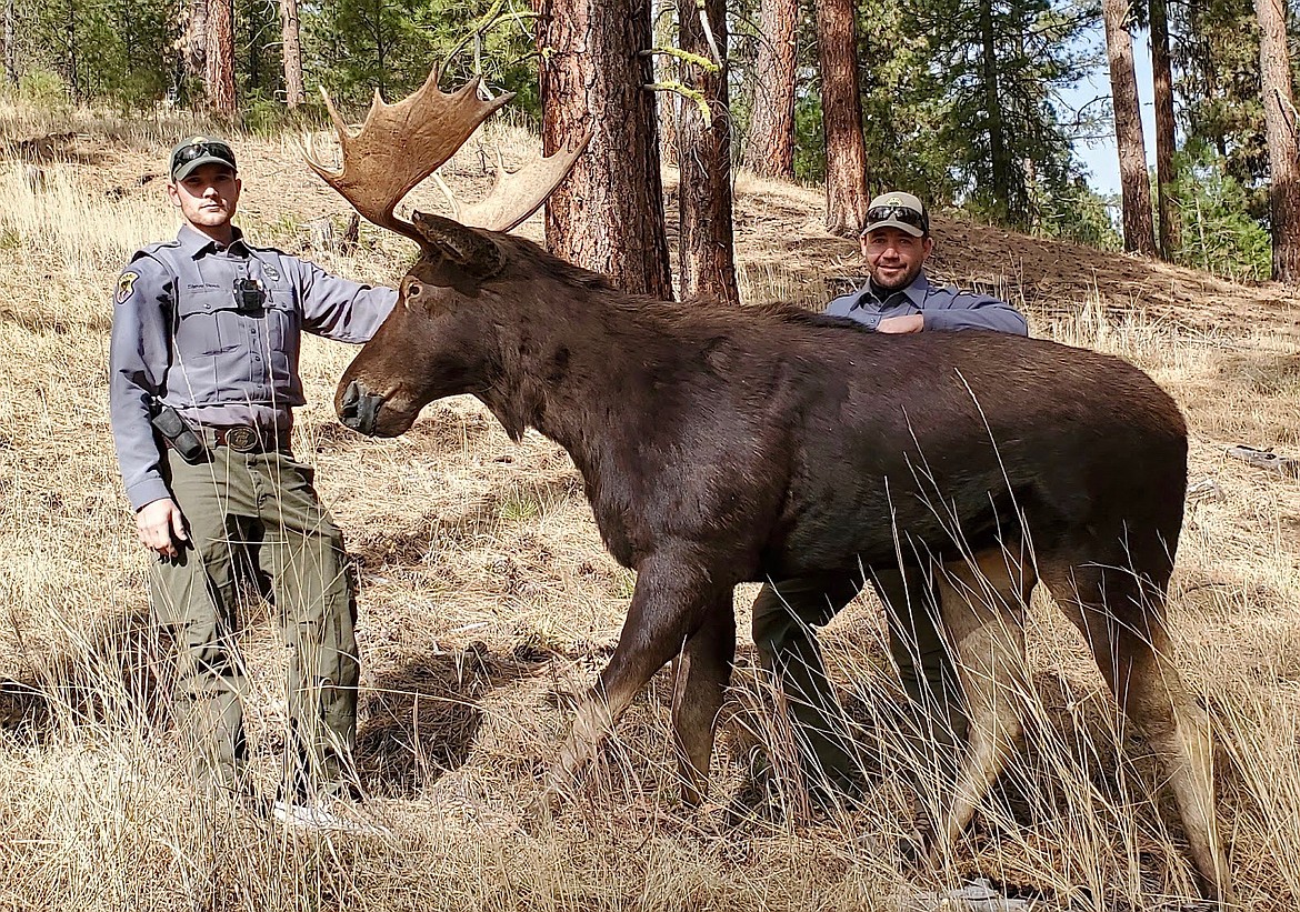 Careful… that may not be the trophy bull you think it is | Bonners ...