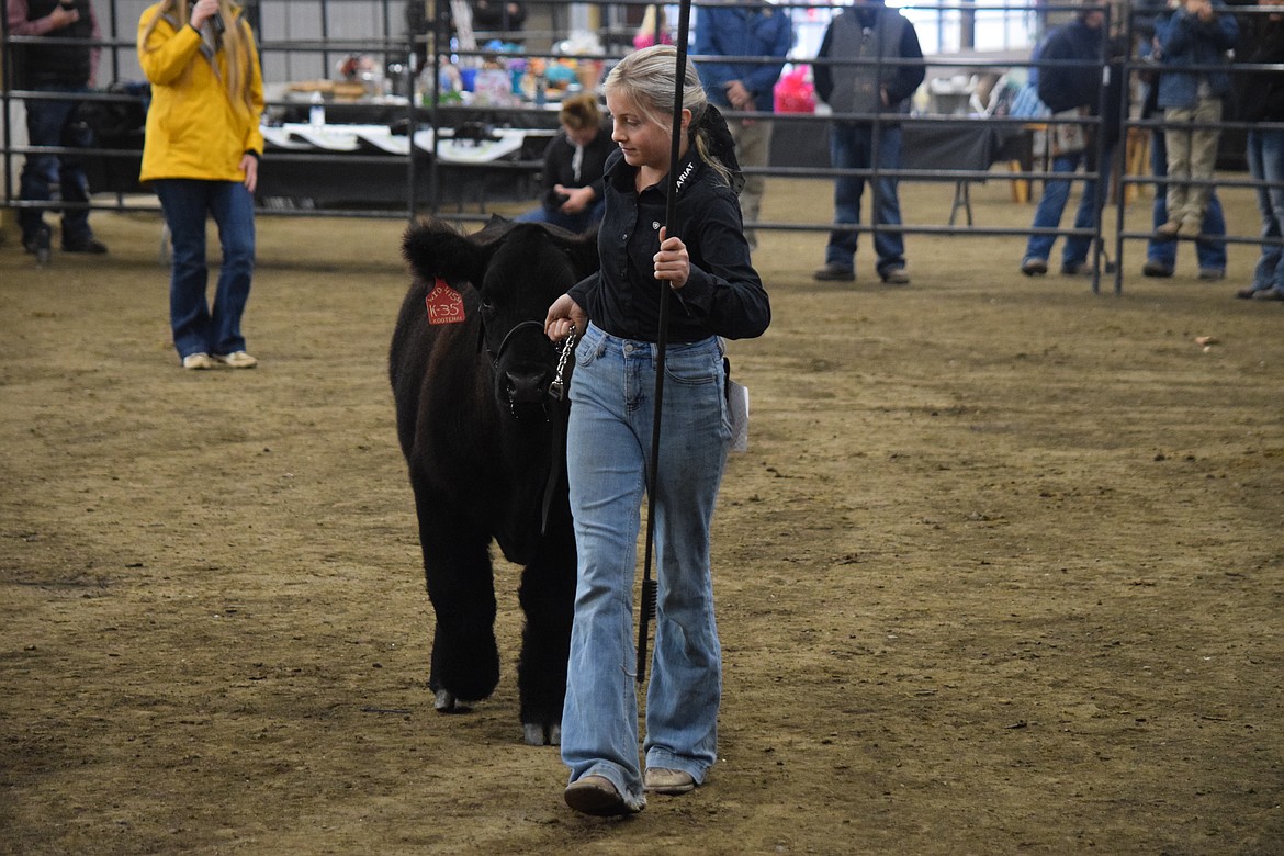 Kaylee Eiter, 12, of Hayden, Idaho, leads her steer out of the show ring during the Western Showcase Jackpot show last Saturday at the Grant County Fairgrounds. Eider, who has been showing since she was eight, said she has always like to take care of cattle. “When I was a kid, I liked to take care of my brother’s steers. I just like how they acted,” she said.