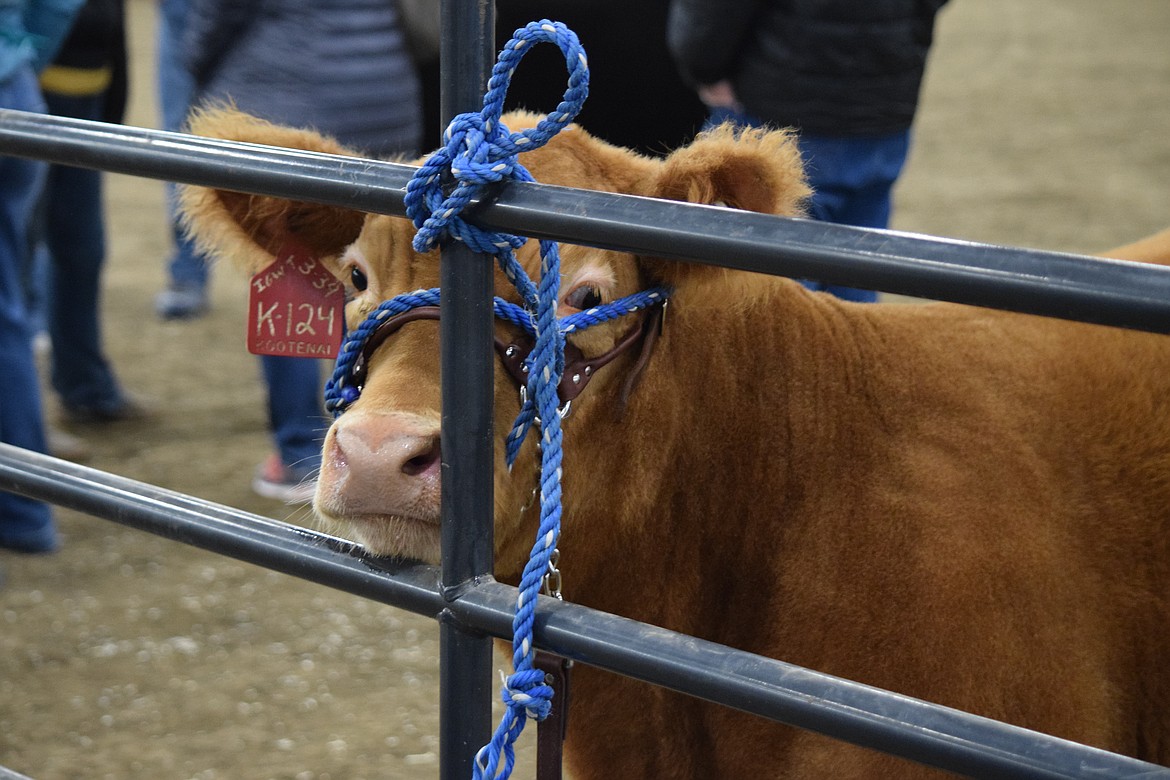 A steer waits to his turn to take the stage at the Western Showcase Jackpot in Moses Lake last weekend.