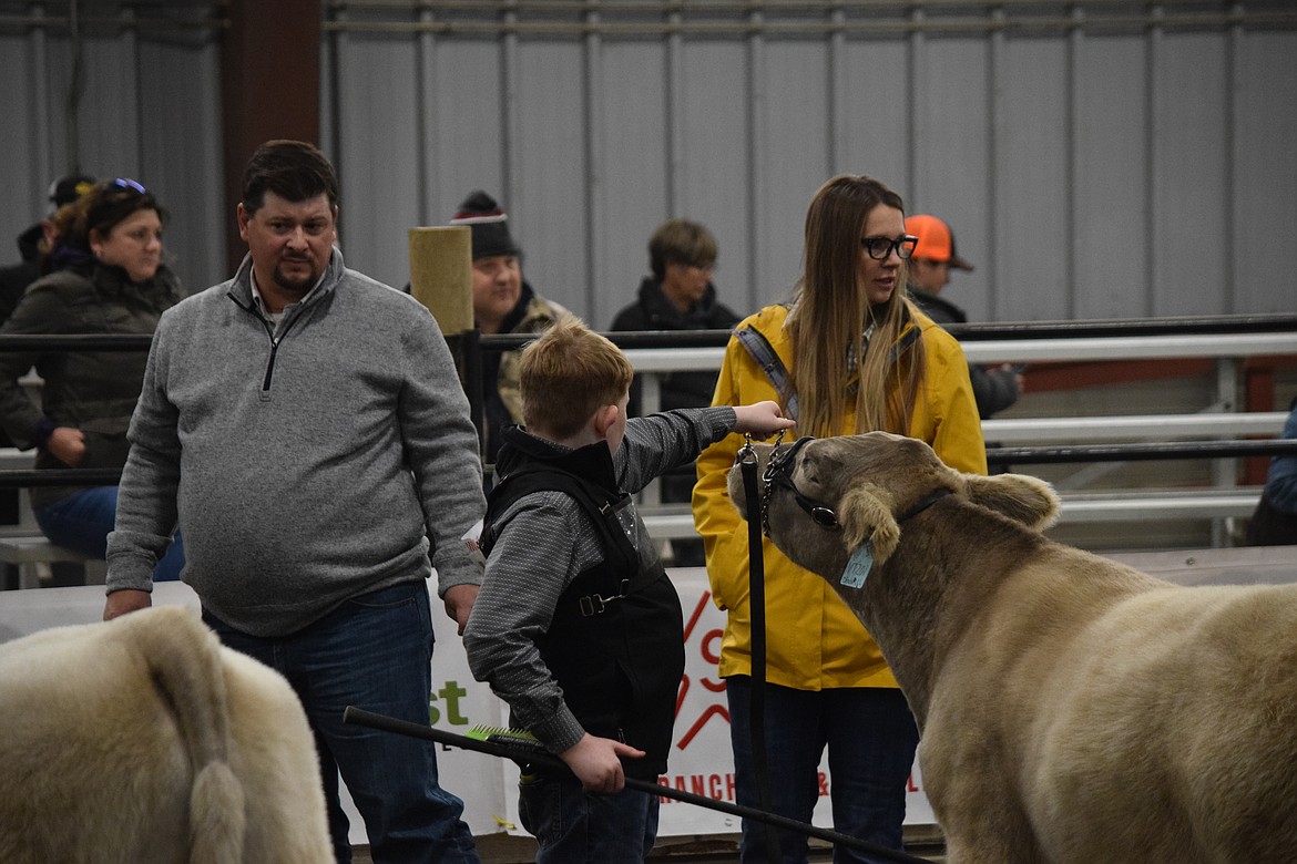 Livestock judges Skyler Jarman (left) and his wife Taylor (right) look over steers during the Western Jackpot Showcase at the Grant County Fairgrounds on Saturday. While they are looking for the qualities that make for good cuts of meat, Taylor said showmanship has even crept into the market portion of the show.