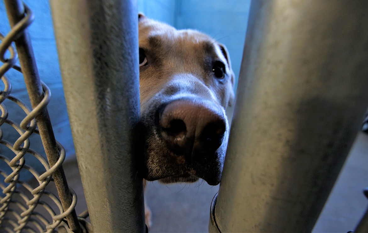 Miguel looks out from his kennel at the Kootenai Humane Society on Wednesday.