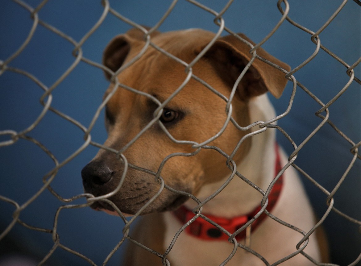 A dog looks through its kennel gate at the Kootenai Humane Society on Wednesday.