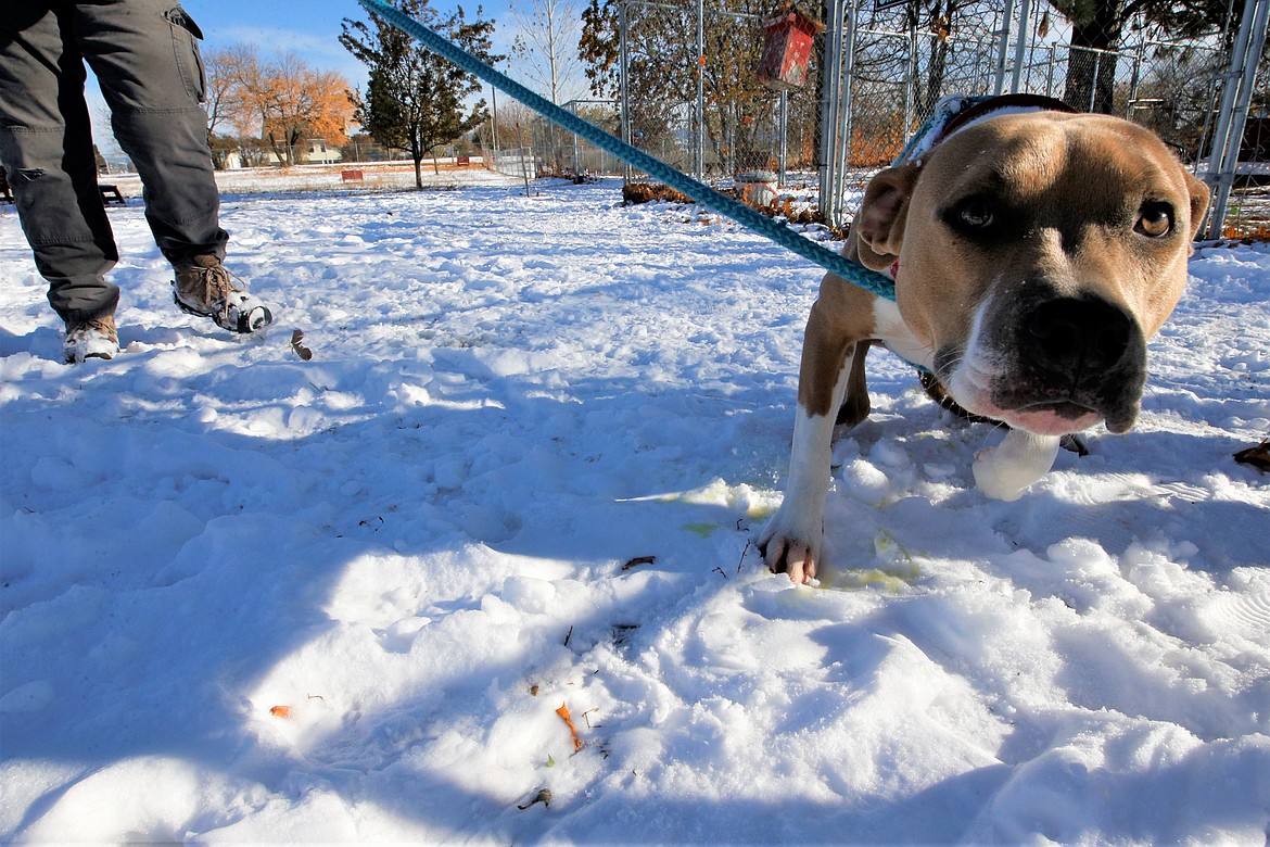 Brutus leads Mecha Clark on a walk at the Kootenai Humane Society on Wednesday.