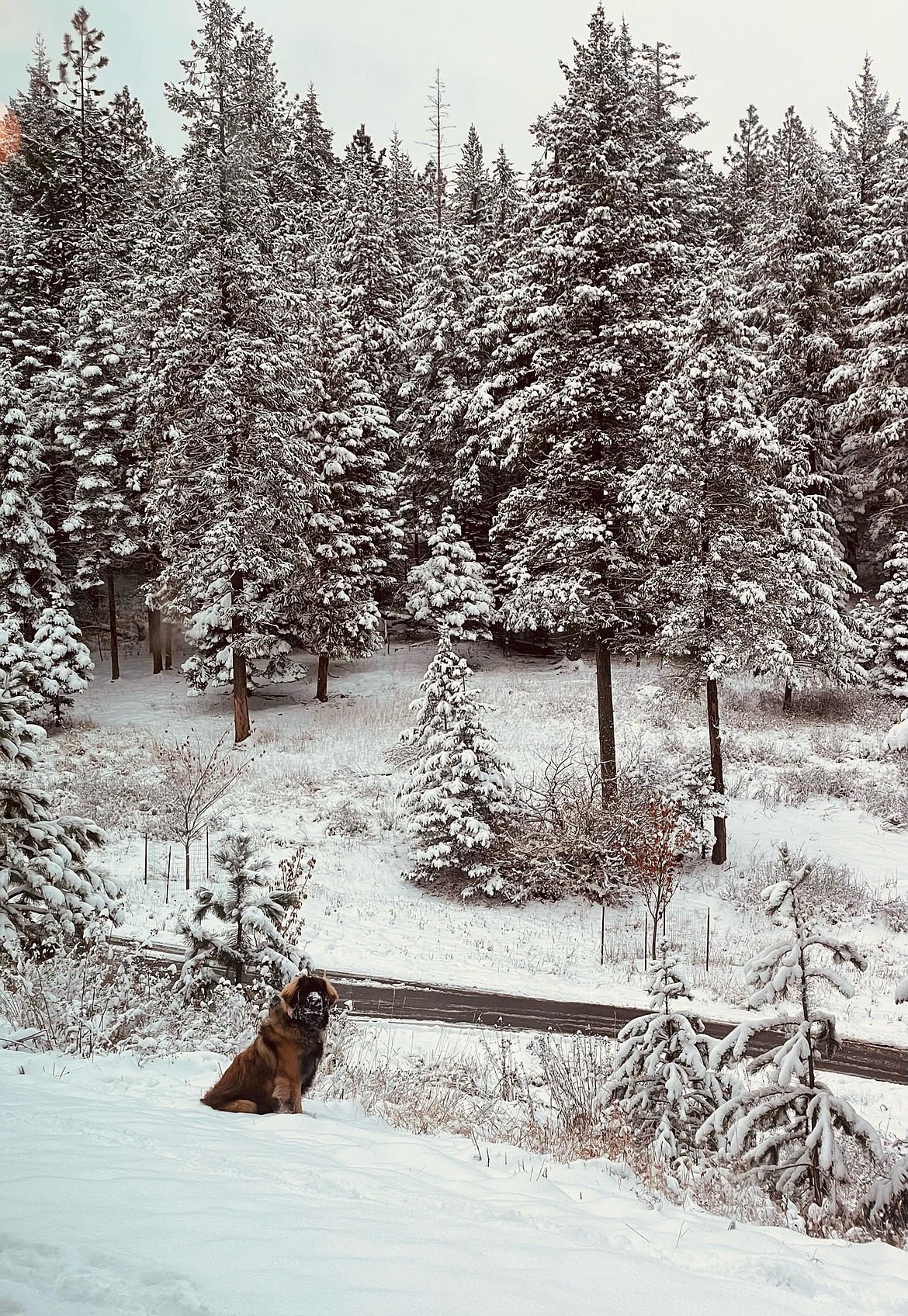 "Waylon, our 8-month-old Leonberger, enjoying the snow!"