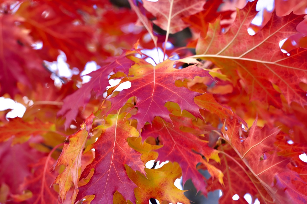 Oak leaves, taken at Cherry Hill park in Coeur d’Alene.