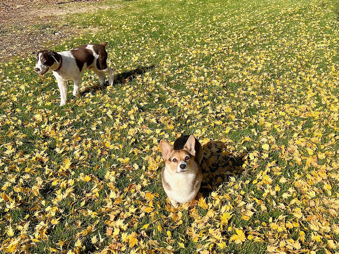 "Pups enjoy the sunshine in Hayden Lake."