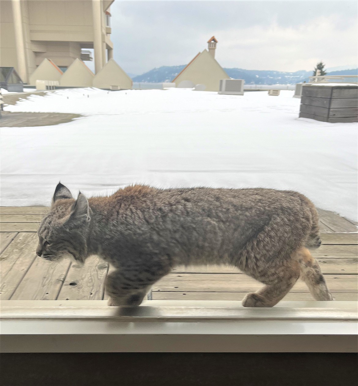 Photo courtesy Ryan Tyler
A bobcat sits outside in an upper roof area of The Coeur d'Alene Resort on Sunday.