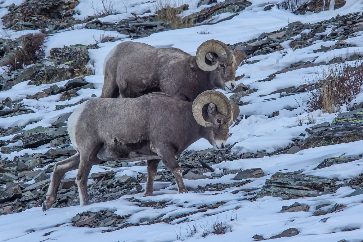 A pair of rams scavenge for food on a slope in East Glacier. (JP Edge photo)