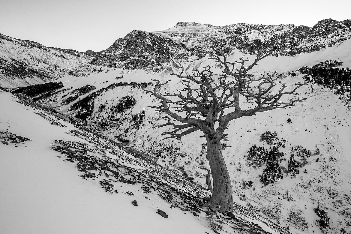 A dead and twisted dead tree on the hike towards scenic point. (JP Edge photo)