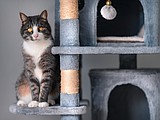 Purr-paring your home