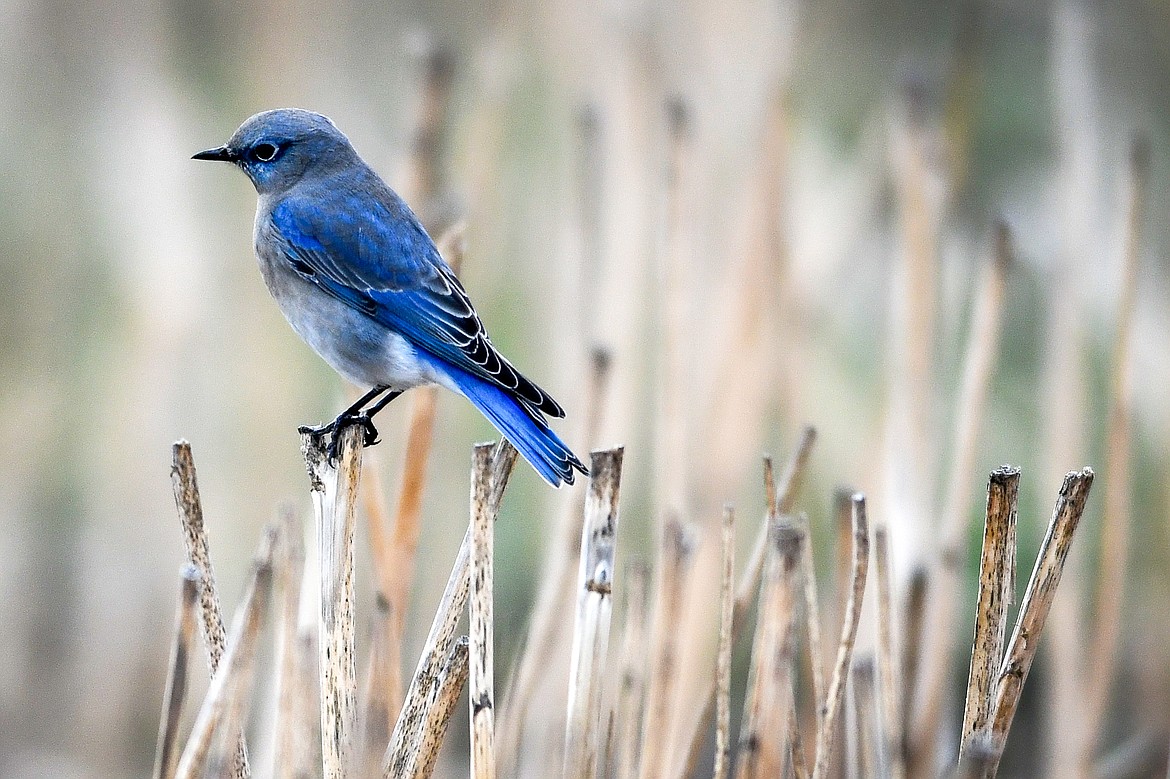 A mountain bluebird pauses in a field along Montford Road on Thursday, Oct. 27. (Casey Kreider/Daily Inter Lake)