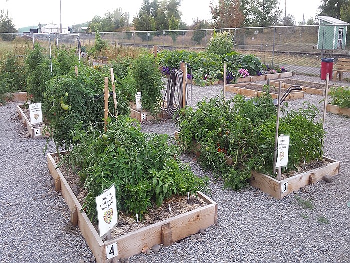 Crops are grown for the Post Falls Food Bank in the Post Falls Community Garden, seen here during the warm season. The garden will soon be named the Rick Noordam Community Garden.