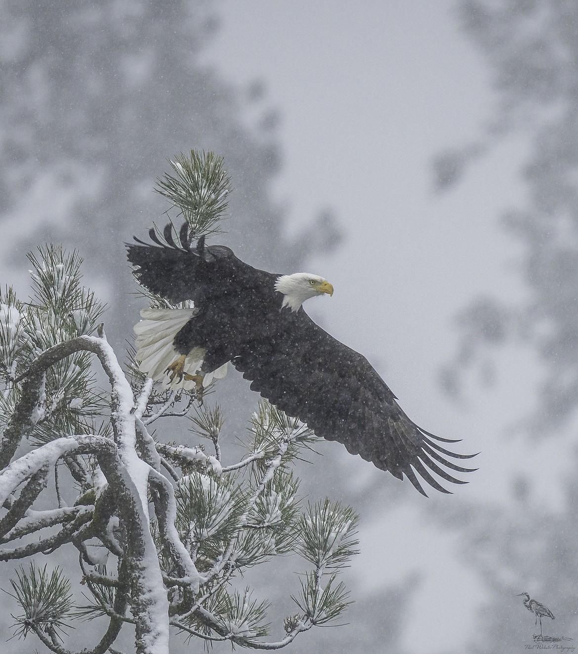 A bald eagle takes off into a windy snowstorm on Nov. 7 at Higgens Point.