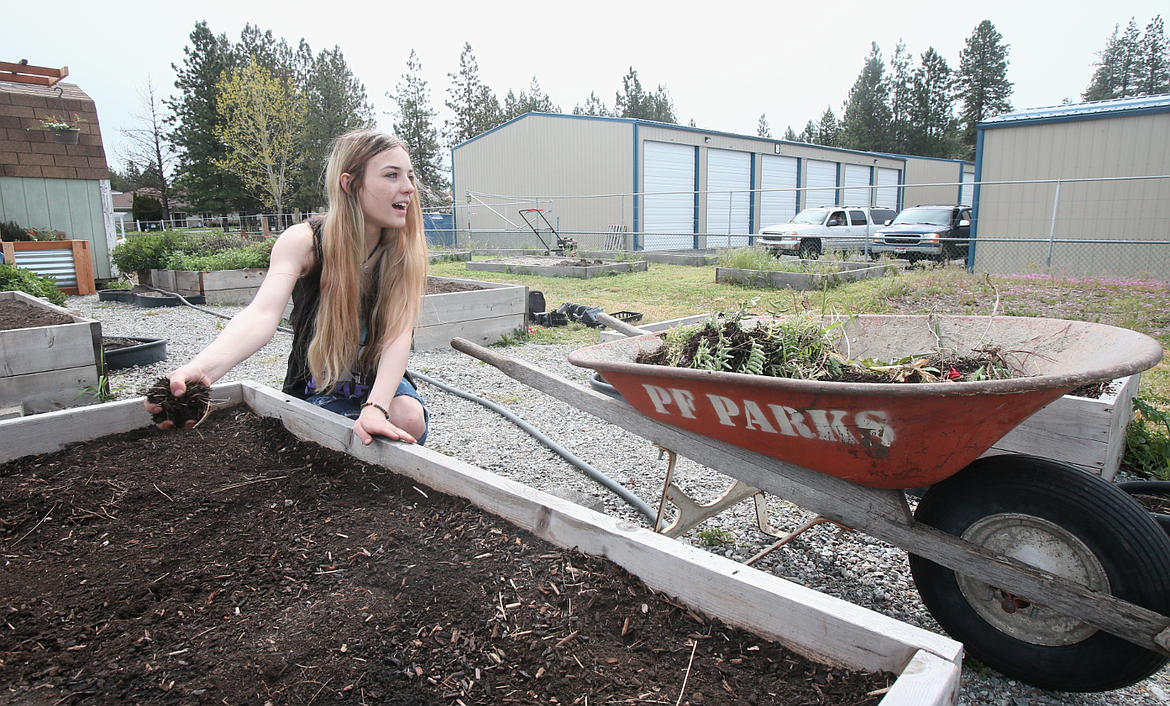 New Vision High School student Kaytlin Booth removes weeds from a garden box in the Post Falls Community Garden in May. The garden will be renamed the Rick Noordam Community Garden.