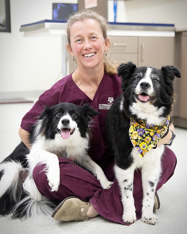 Dr. Kate Creevy, the Chief Veterinary Officer of the Dog Aging Project sits with a younger and older Border Collie on each side.