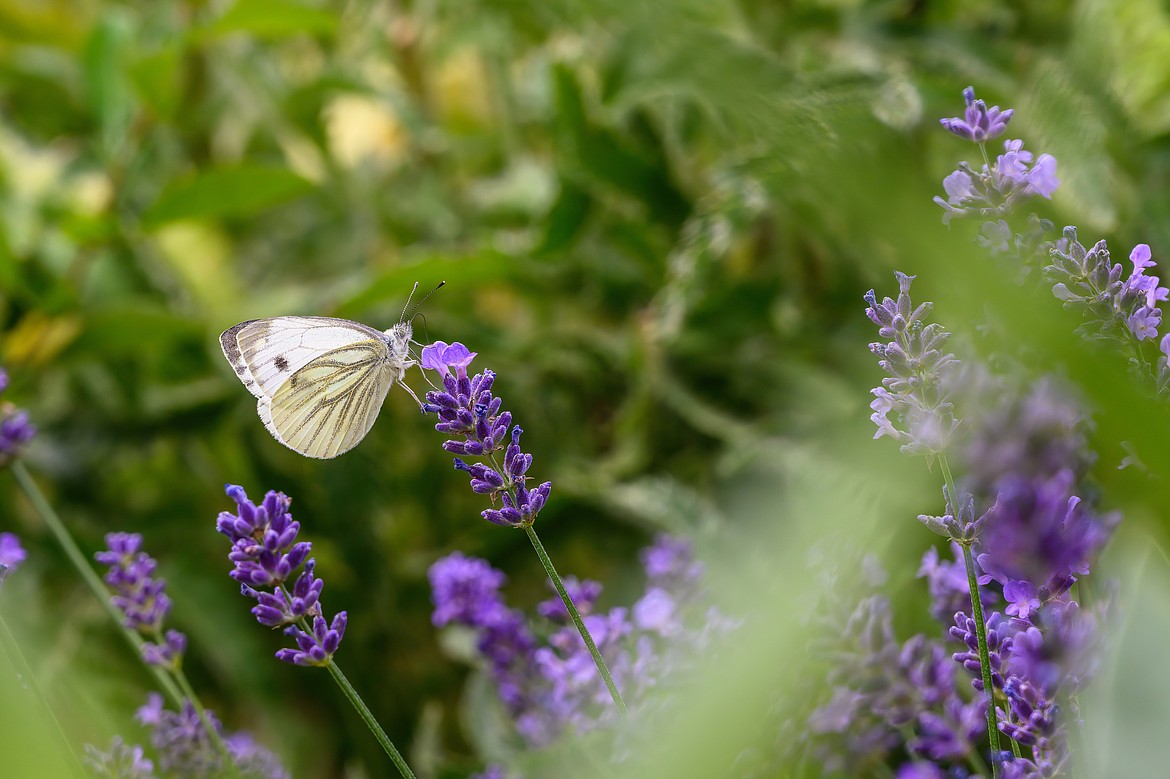 A butterfly garden is more than just fragrant and colorful annuals and perennials. First of all, a butterfly garden must be just that; not a bird garden or other combination, since many birds feast on butterflies.
