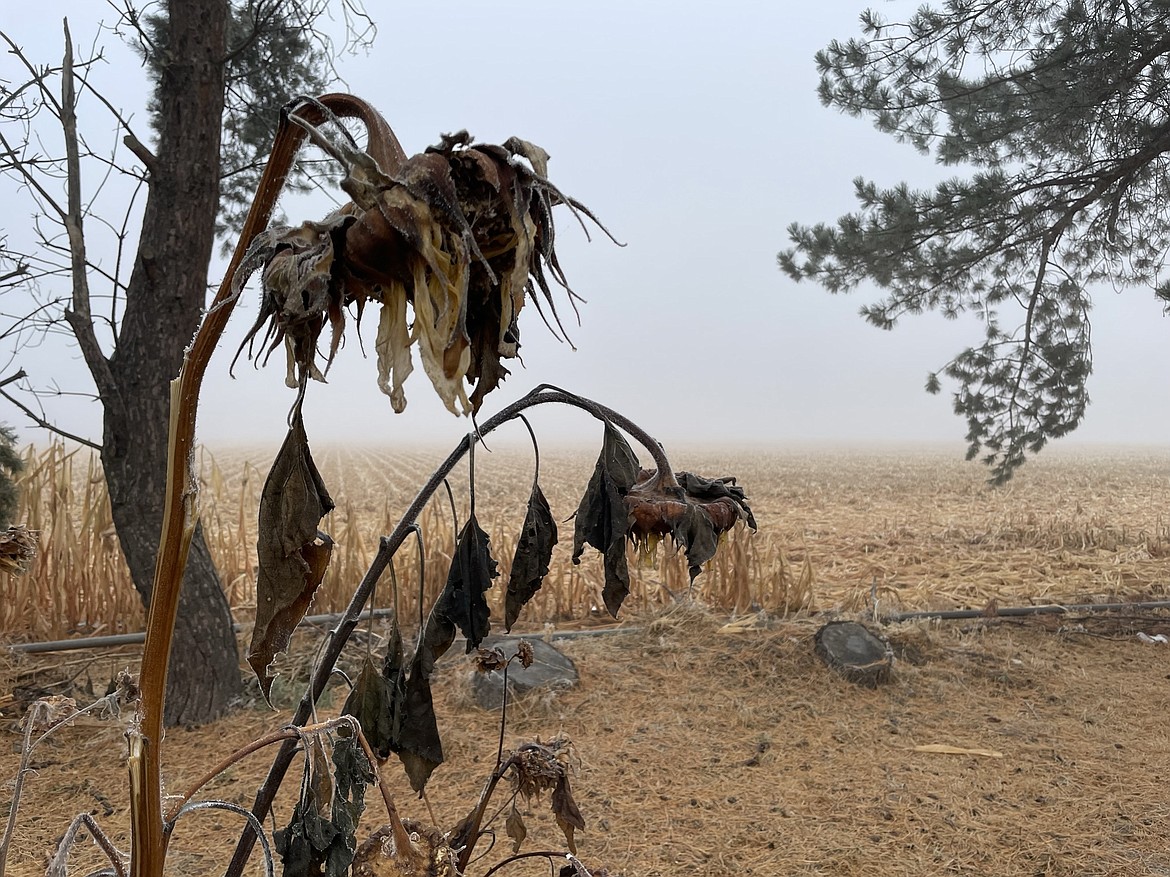 Frosty sunflowers in-between visits from hungry warblers near a harvested corn field covered with icy fog on Saturday morning south of Moses Lake.