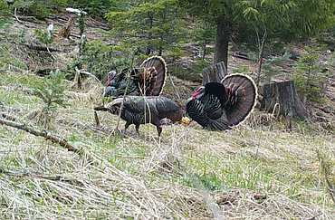 Taken from a North Idaho game camera.