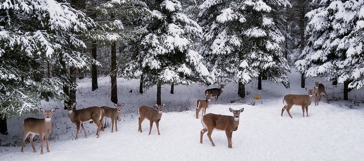 "All my beautiful ladies in my yard in Hayden."