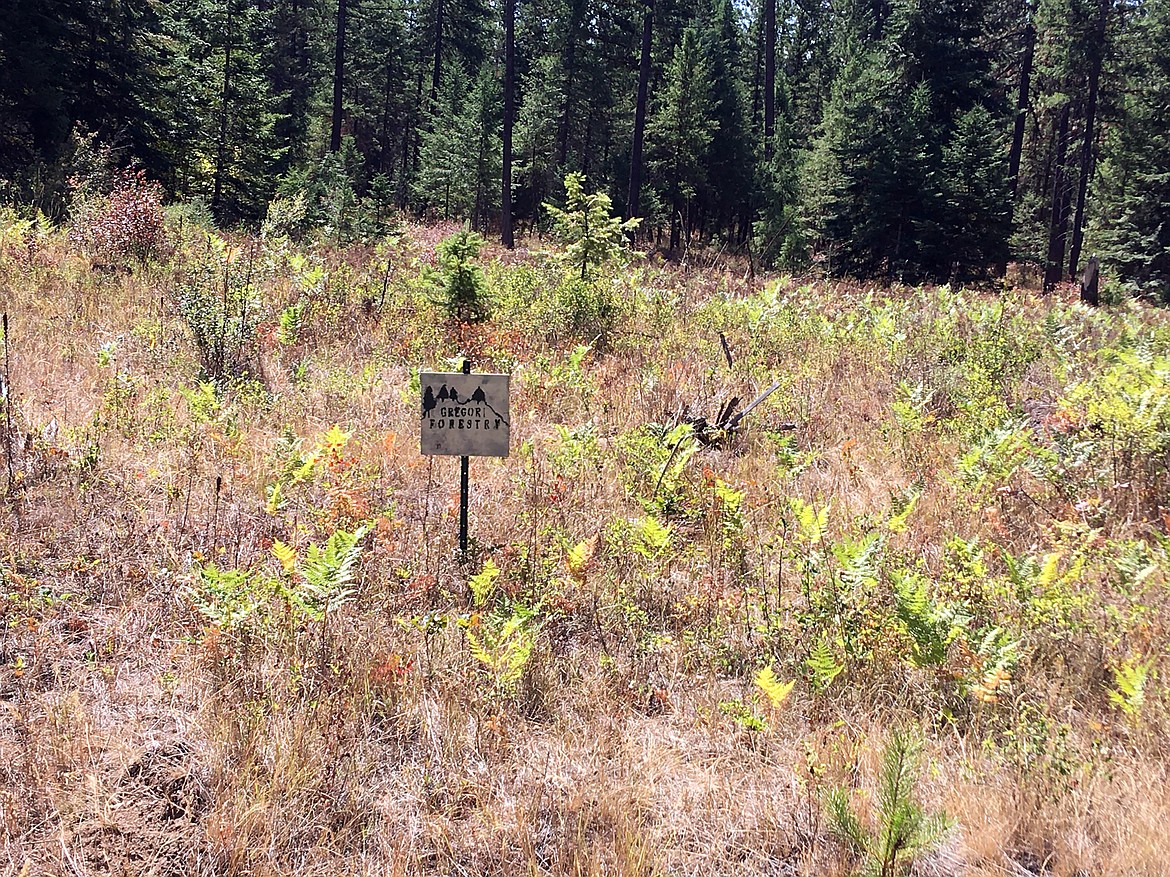 A 92-acre upland forest situated at the base of the Selkirk Mountain Range has been carefully tended by Roger Gregory and his family through the years.