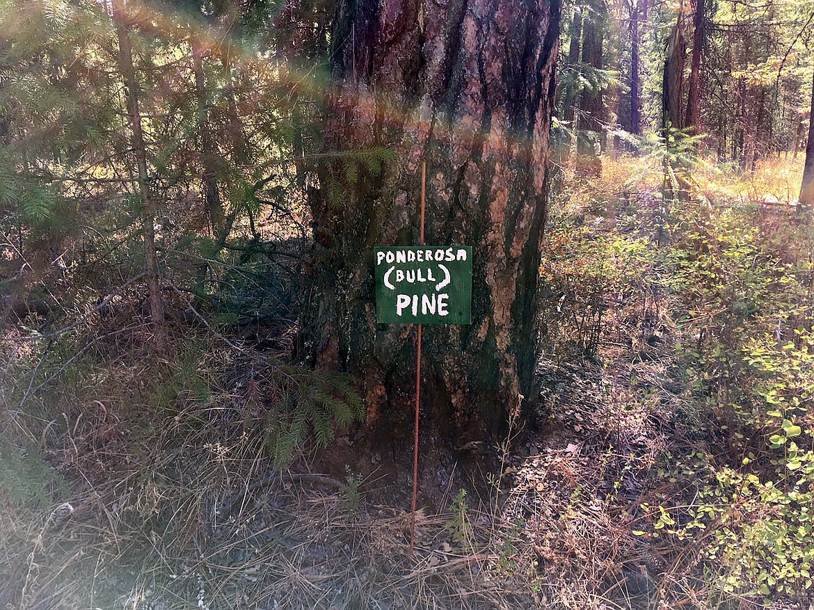 A voluntary agreement between Bonner County resident and the Kaniksu Land Trust will protects his natural working forest while restricting subdivision, commercial facilities, hard surface roads, and a number of other particulars that are important to Gregory and his family.