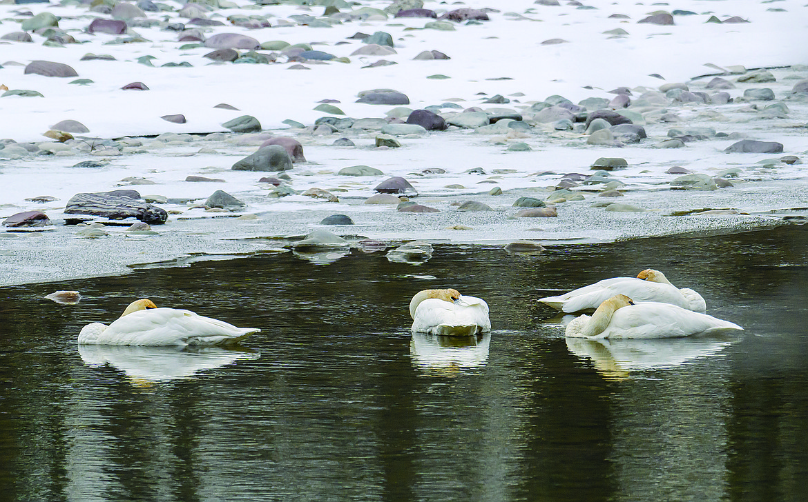 Trumpeter swans sleep on the Middle Fork of the Flathead. (Chris Peterson photo)