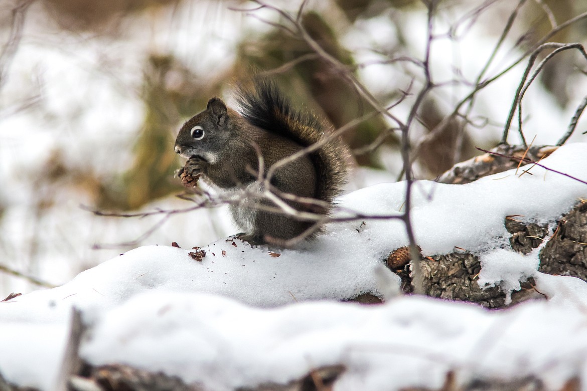 A red squirrel finds a cone in the snow. (JP Edge photo)