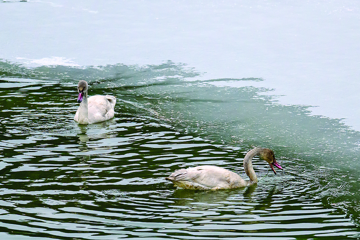 Cygnets feed at the edge of the ice. It was an unusually cold November with many days when temperatures were below freezing. (JP Edge photo)