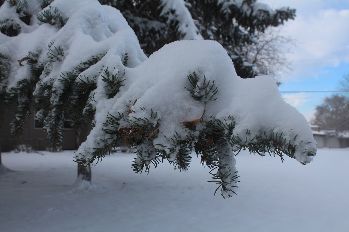 A pine tree in a Moses Lake park covered in snow.