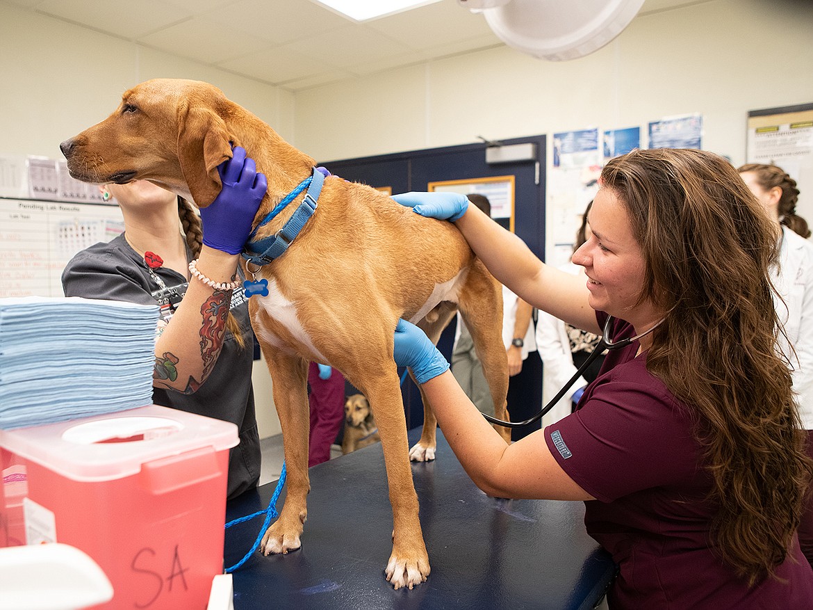 Just like humans, dogs can have a variety of heart conditions, including murmurs of various sorts. Communicating with a veterinarian about your dog's heart health can help ensure a high quality of life for a dog with such a condition.