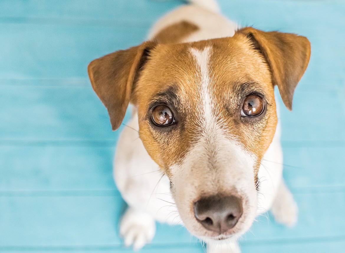 Ignore those puppy eyes: Feeding dogs healthy treats during the ...