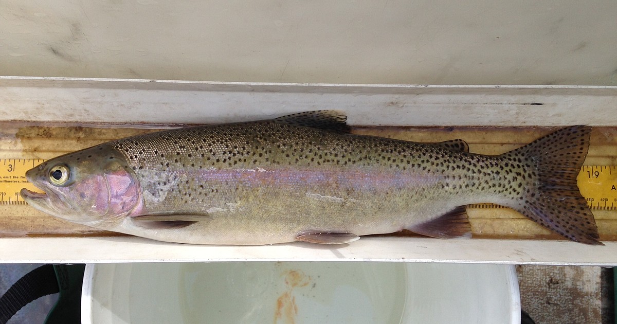 Crossbreeding between trout poses a threat to Montana's state fish
