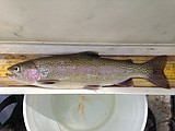 Crossbreeding between trout poses a threat to Montana's state fish