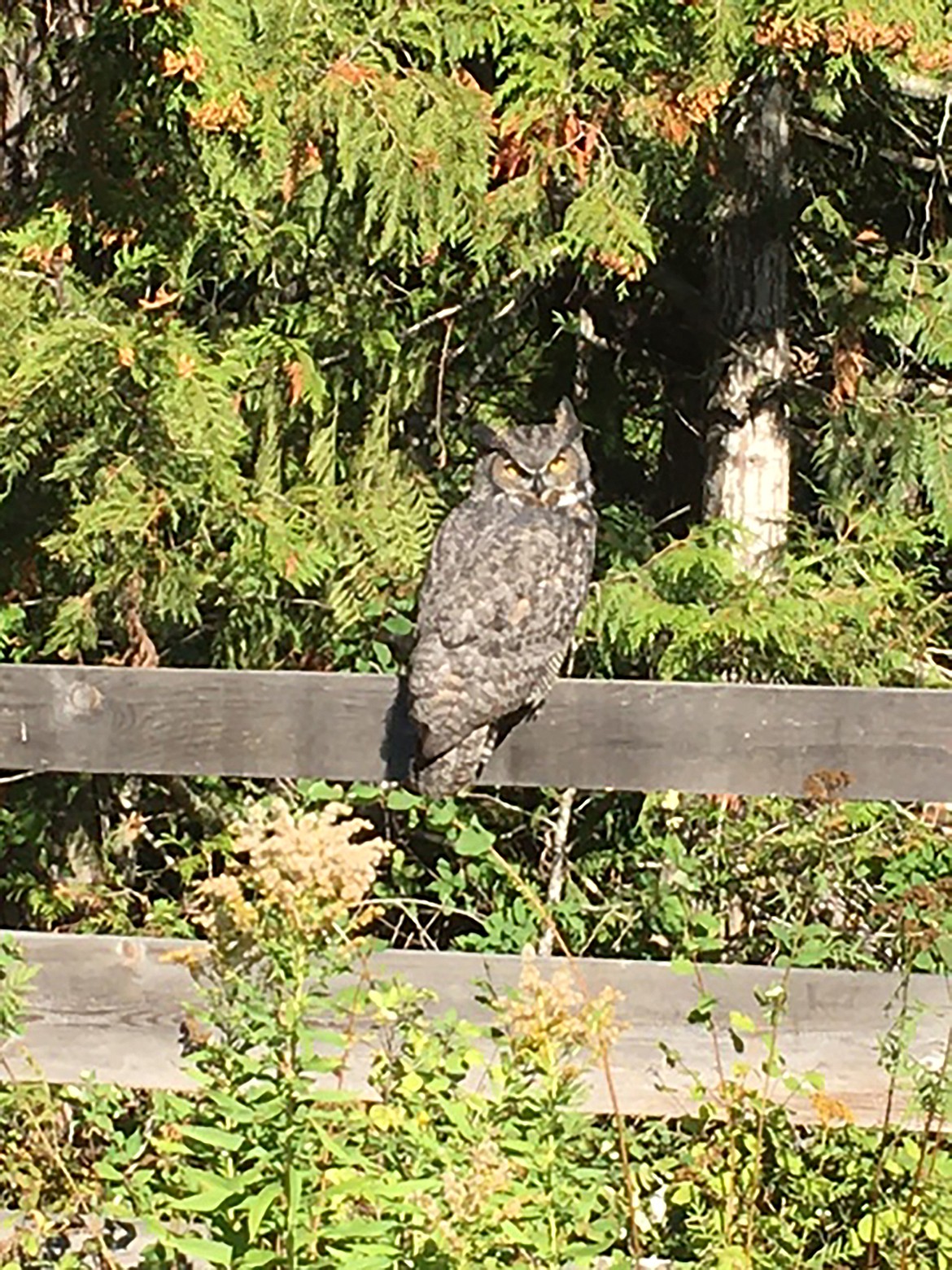 David Smith captured this Best Shot of a Great Horned Owl while out for a walk one morning near Oden Bay. If you have a photo that you took that you would like to see run as a Best Shot or I Took The Bee send it in to the Bonner County Daily Bee, P.O. Box 159, Sandpoint, Idaho, 83864; or drop them off at 310 Church St., Sandpoint. You may also email your pictures in to the Bonner County Daily Bee along with your name, caption information, hometown and phone number to news@bonnercountydailybee.com.