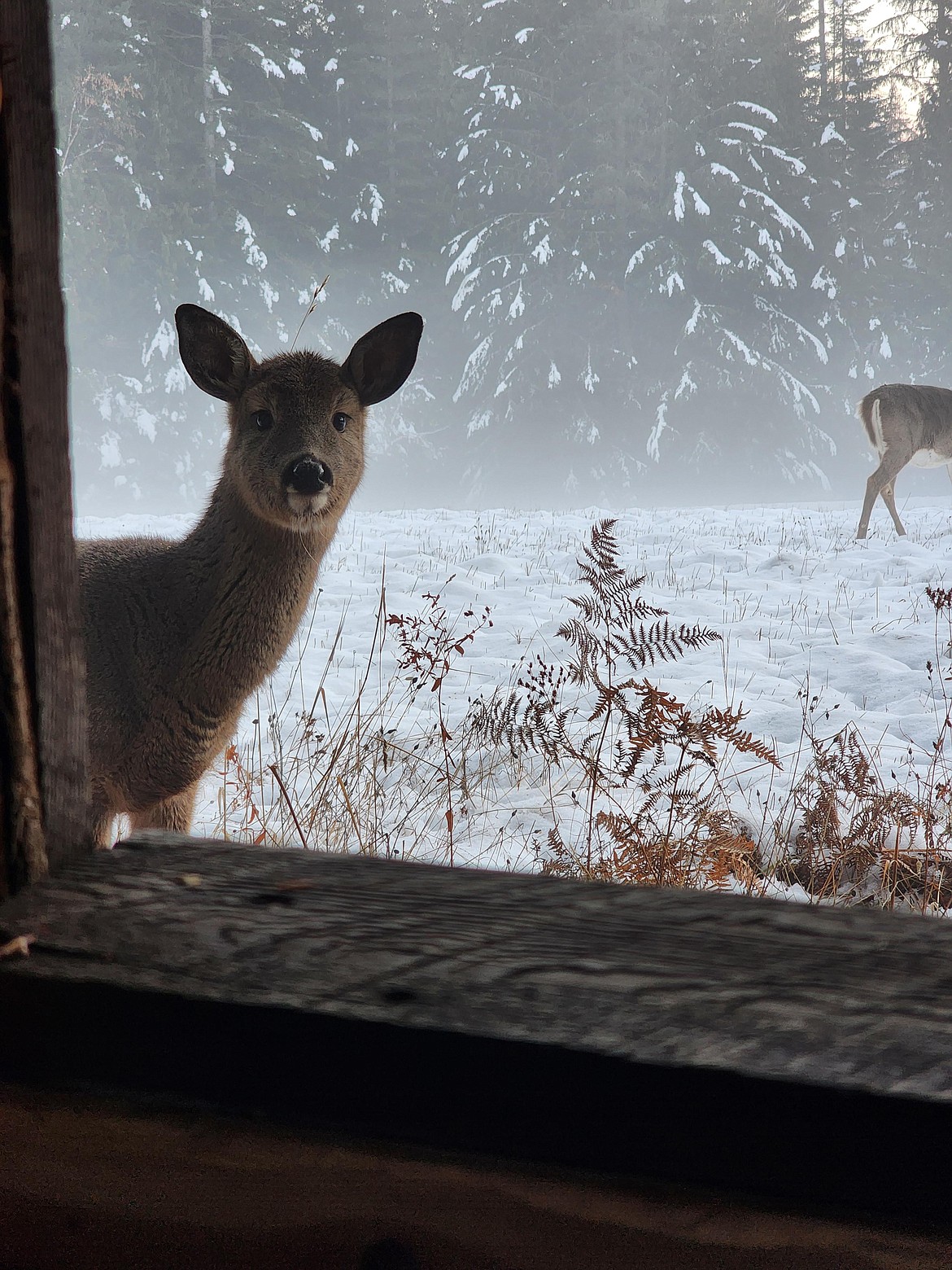 "This little fella kept visiting me every day of hunting season and each day got more brave and kept poking his head inside my blind."