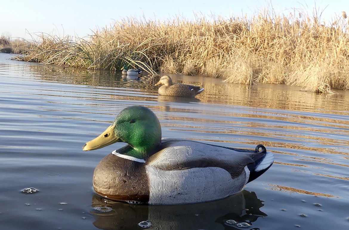 By finding and setting decoys in a place where ducks already want to be, hunters can eliminate the need for a large decoy spread that might be needed to attract birds from far away.