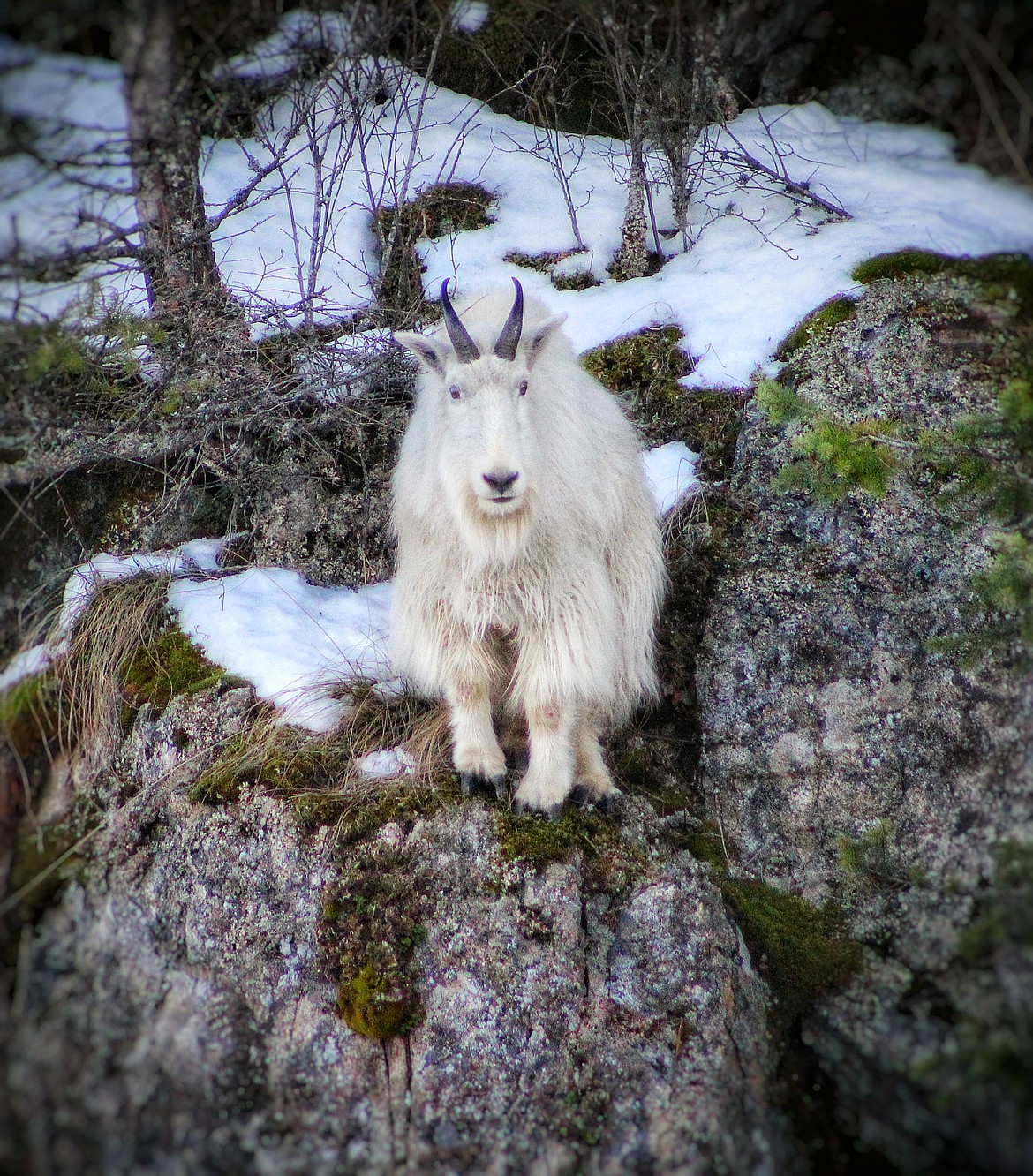 "This curious guy couldn't get any cuter! He watched us as we were cruising the southern shorelines of Lake Pend Oreille while out on a Chartered Cruise with Great Northern Nautical."