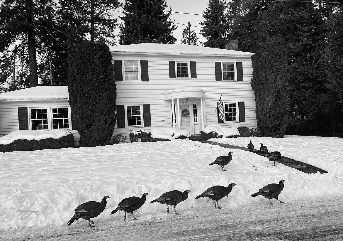 Several turkeys gather on Dec. 3 on the steps of a home in the Sander’s Beach area (photo by Judith Yancey).