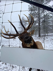 "Oh hi!" Taken in Post Falls.