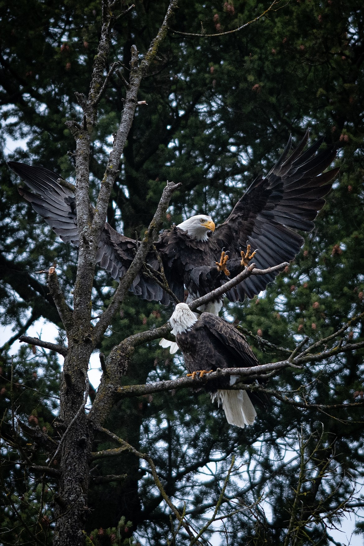 “King of the hill” Taken at Lake Coeur d’Alene on Nov. 26, 2022.