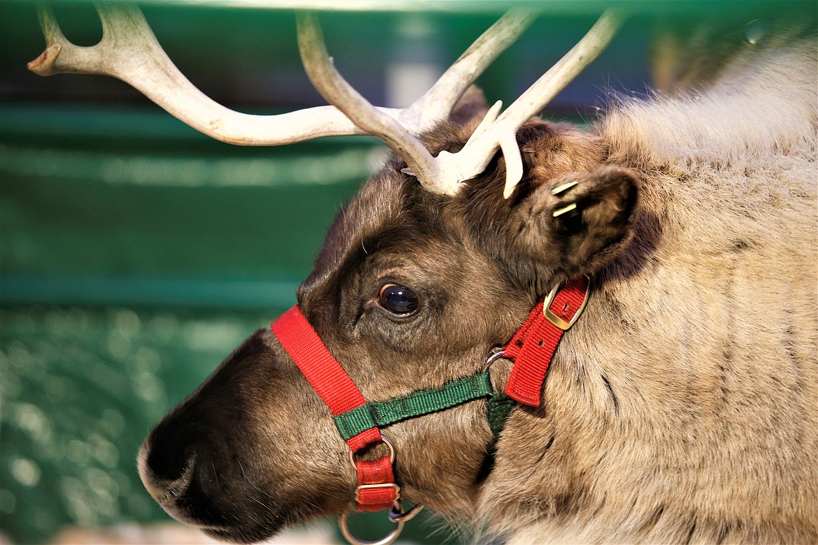 Cupid is part of the Reindeer Express at The Coeur d'Alene Resort.