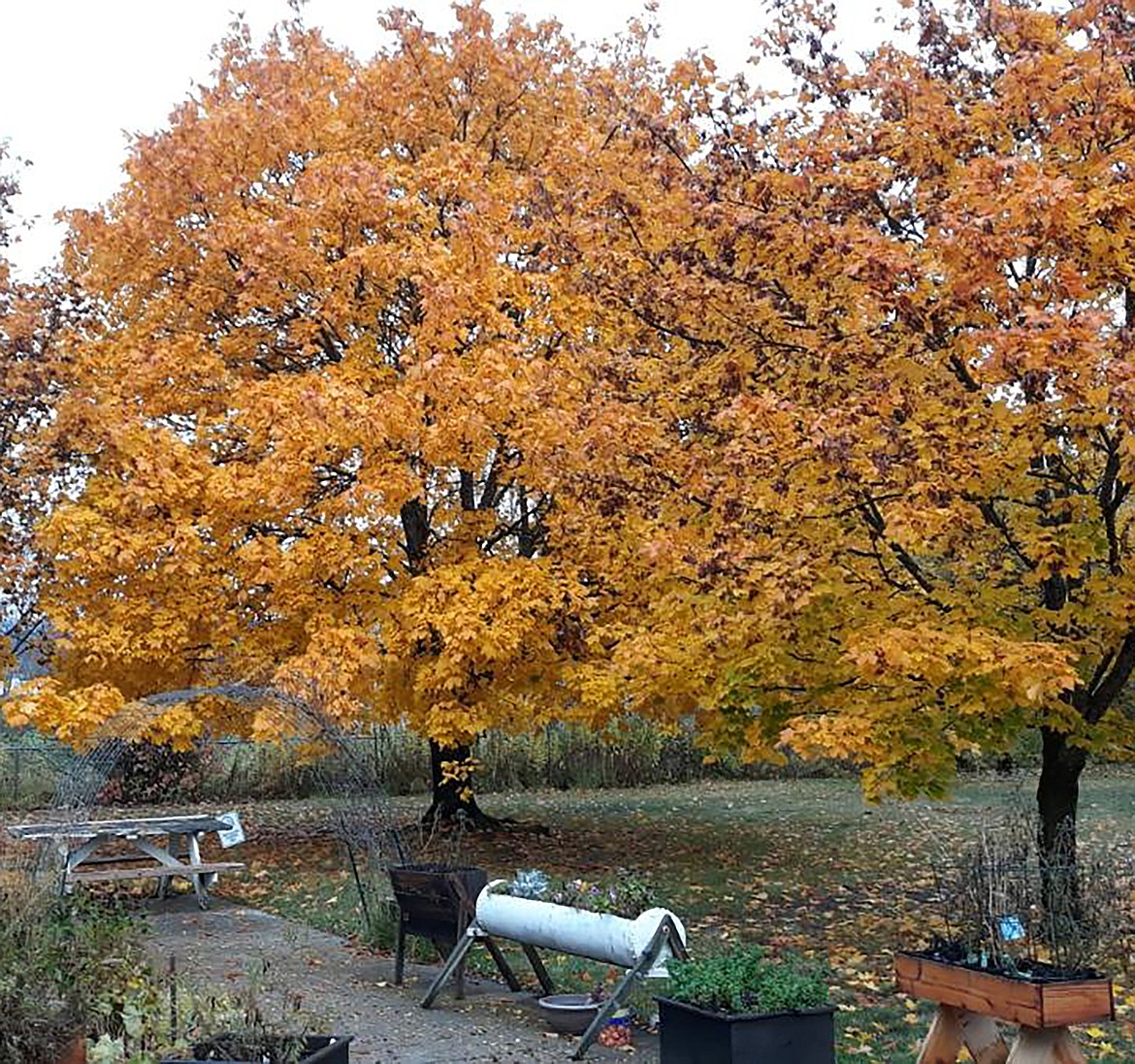 Albert De Armas captured this Best Shot of fall's beauty in his neighborhood on Thursday, Nov. 3, before the snow. If you have a photo that you took that you would like to see run as a Best Shot or I Took The Bee send it in to the Bonner County Daily Bee, P.O. Box 159, Sandpoint, Idaho, 83864; or drop them off at 310 Church St., Sandpoint. You may also email your pictures in to the Bonner County Daily Bee along with your name, caption information, hometown and phone number to news@bonnercountydailybee.com.