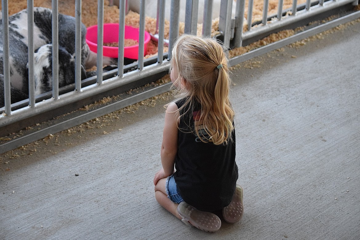 Kyya Evens, 2, sits and gazes at a sleeping goat in the Goat Barn of the Grant County Fairgrounds on the first day of the Grant County Fair.